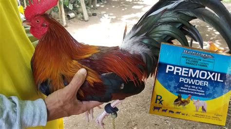 gamefowl medical care|Bacterial Flushing & Cleaning for Gamefowl .